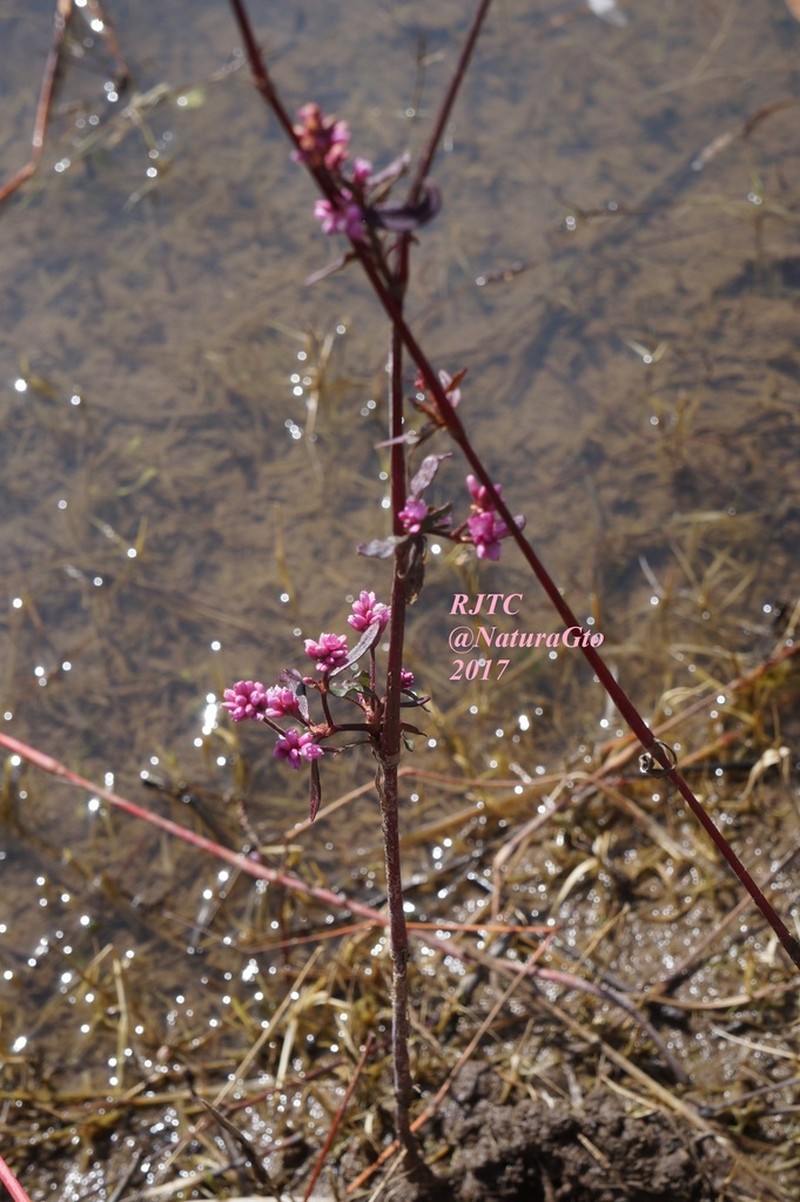 Field Smartweed