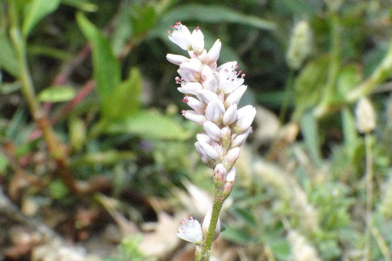 Field Smartweed photo 2