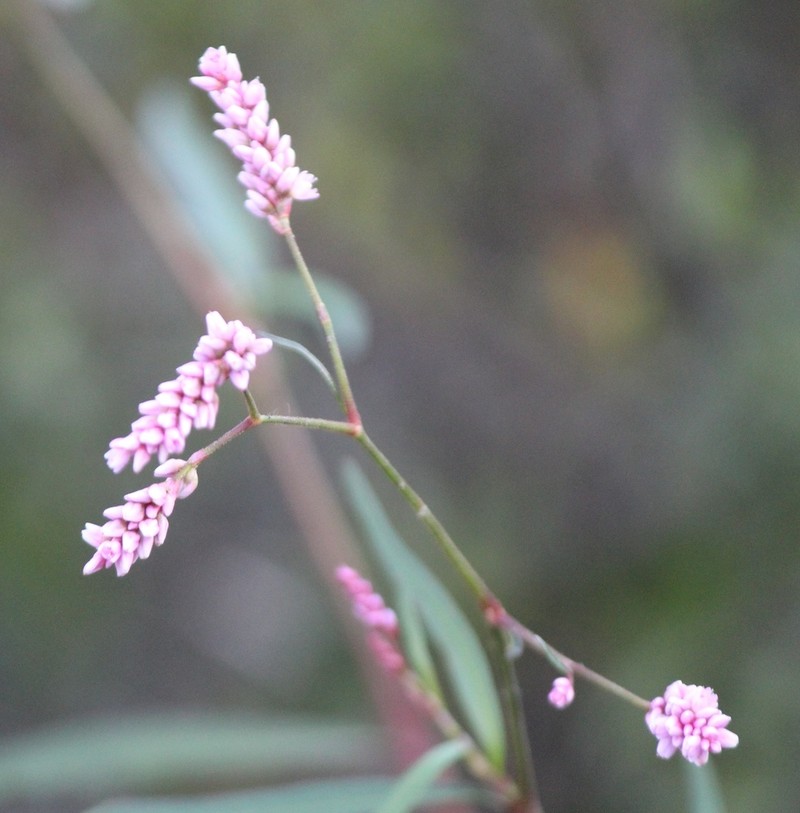 Field Smartweed photo 3