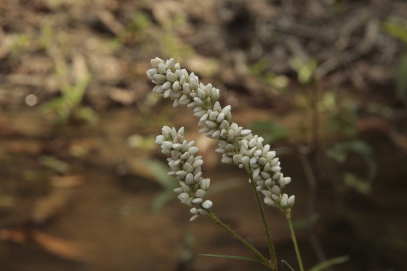 Field Smartweed photo 4