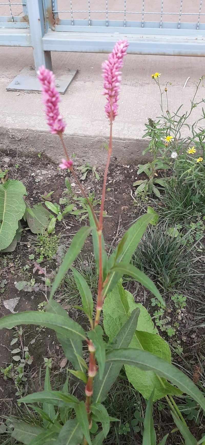 Field Smartweed photo 5