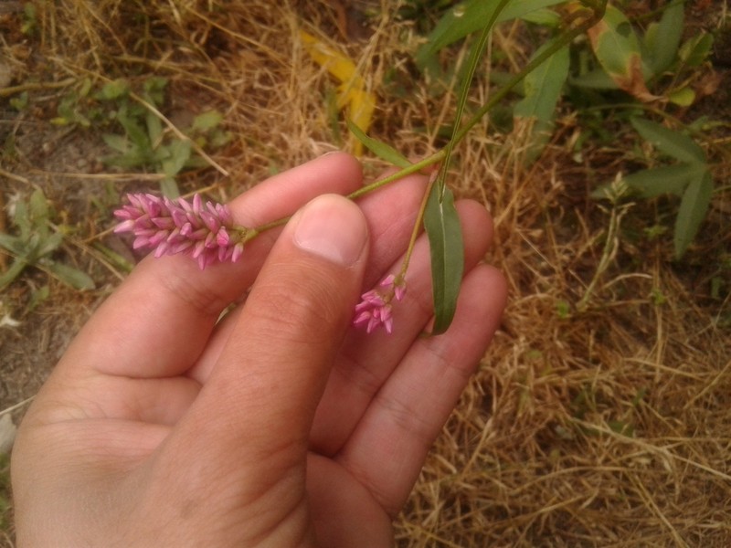 Field Smartweed photo 6