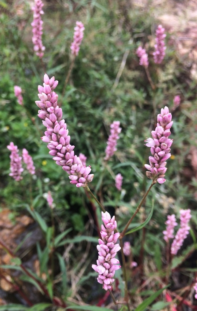 Field Smartweed photo 7