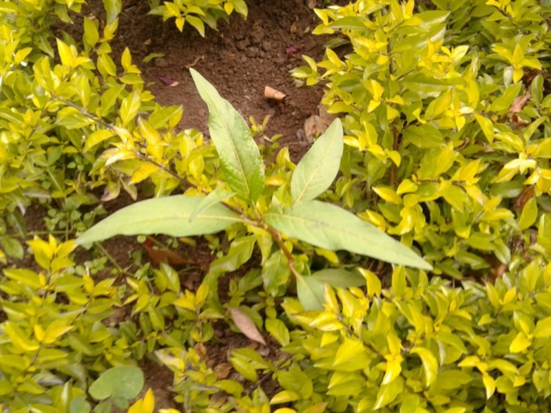 Field Smartweed photo 8