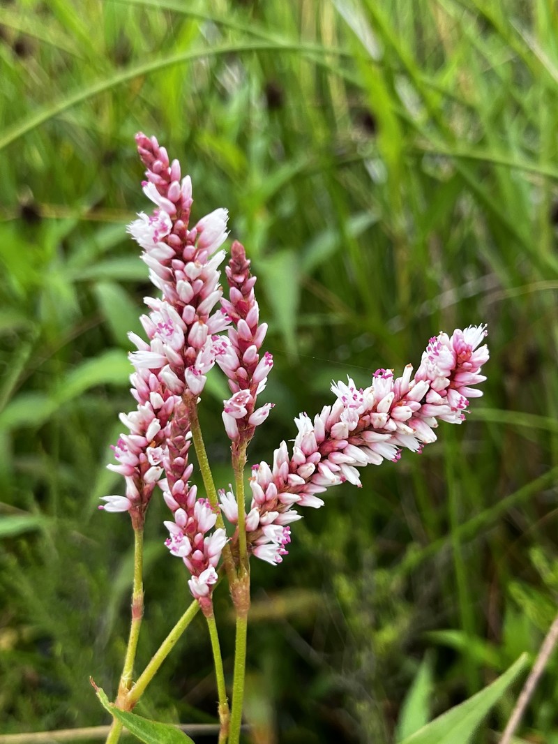Persicaria senegalensis f. senegalensis