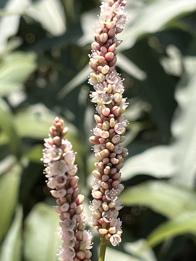 Persicaria senegalensis f. senegalensis photo 2