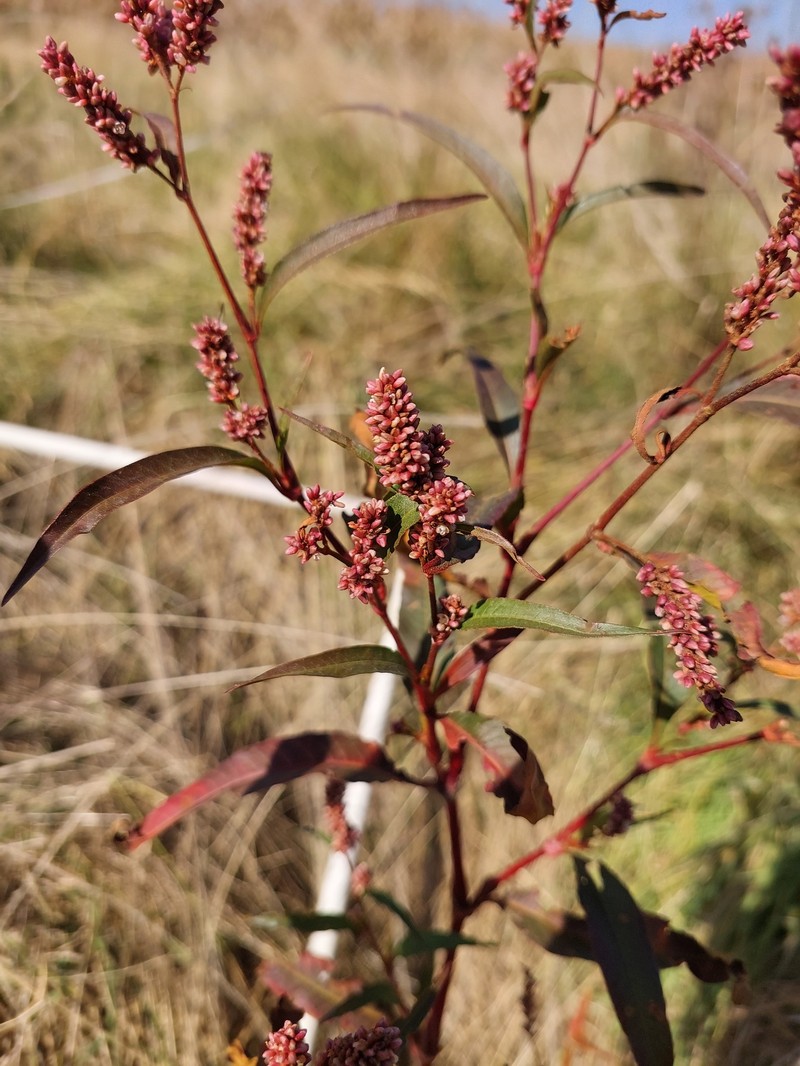 Persicaria senegalensis f. senegalensis photo 3