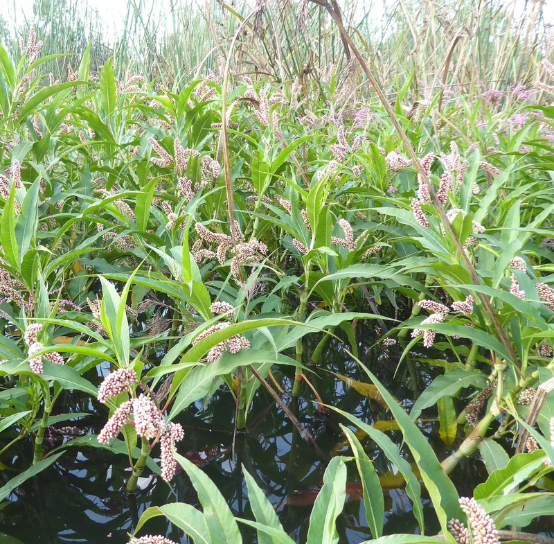 Persicaria senegalensis f. senegalensis photo 4