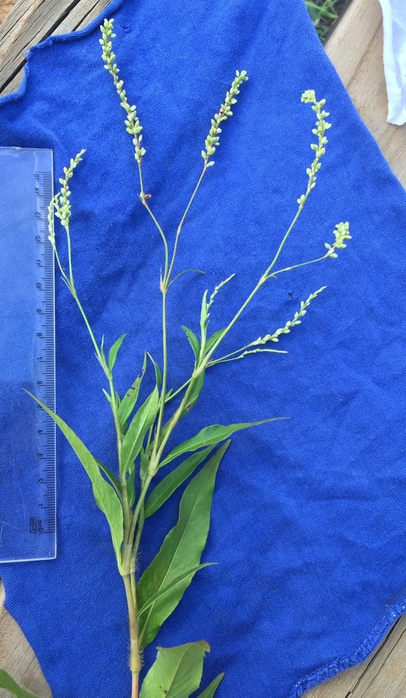 Bog Smartweed