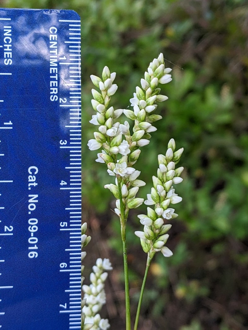 Bog Smartweed photo 2