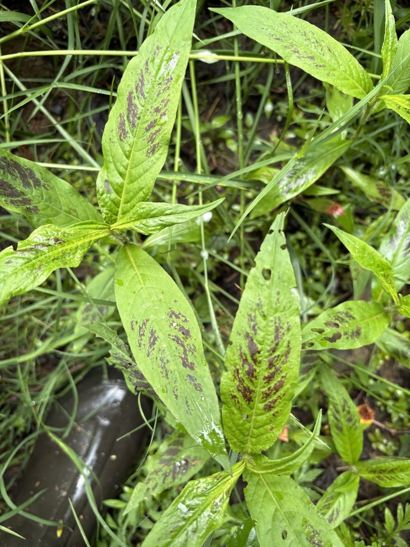 Bog Smartweed photo 3