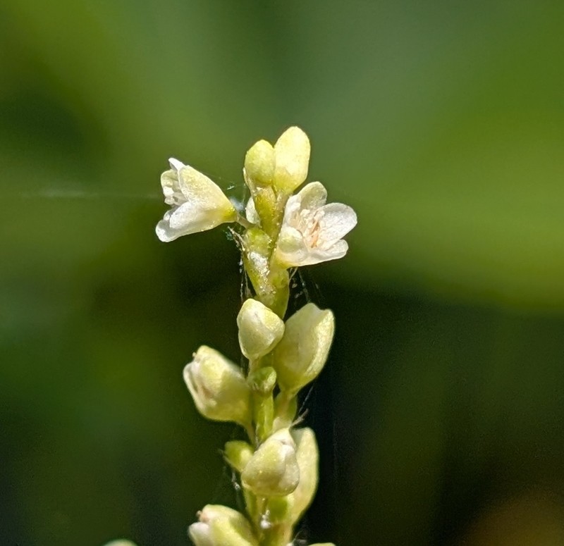 Bog Smartweed photo 5