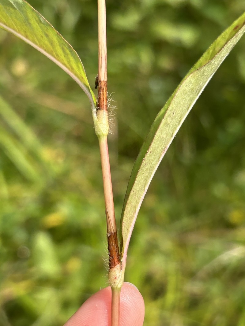 Bog Smartweed photo 6