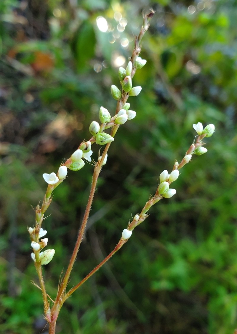 Bog Smartweed photo 7