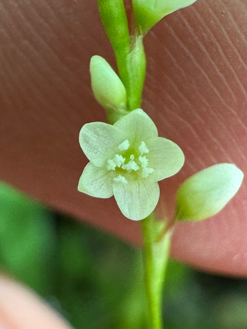 Bog Smartweed photo 8