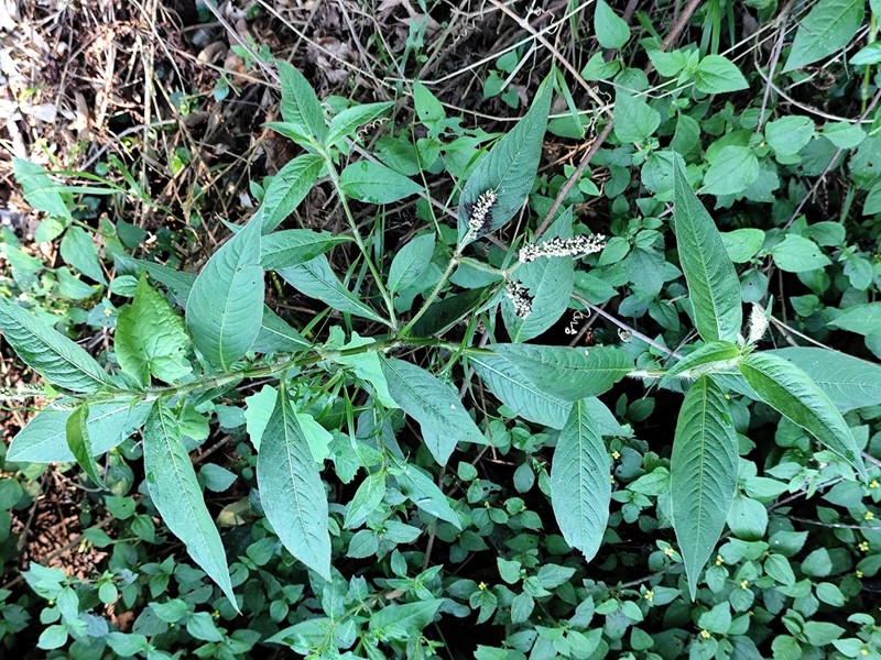 Persicaria sylvestris photo 2