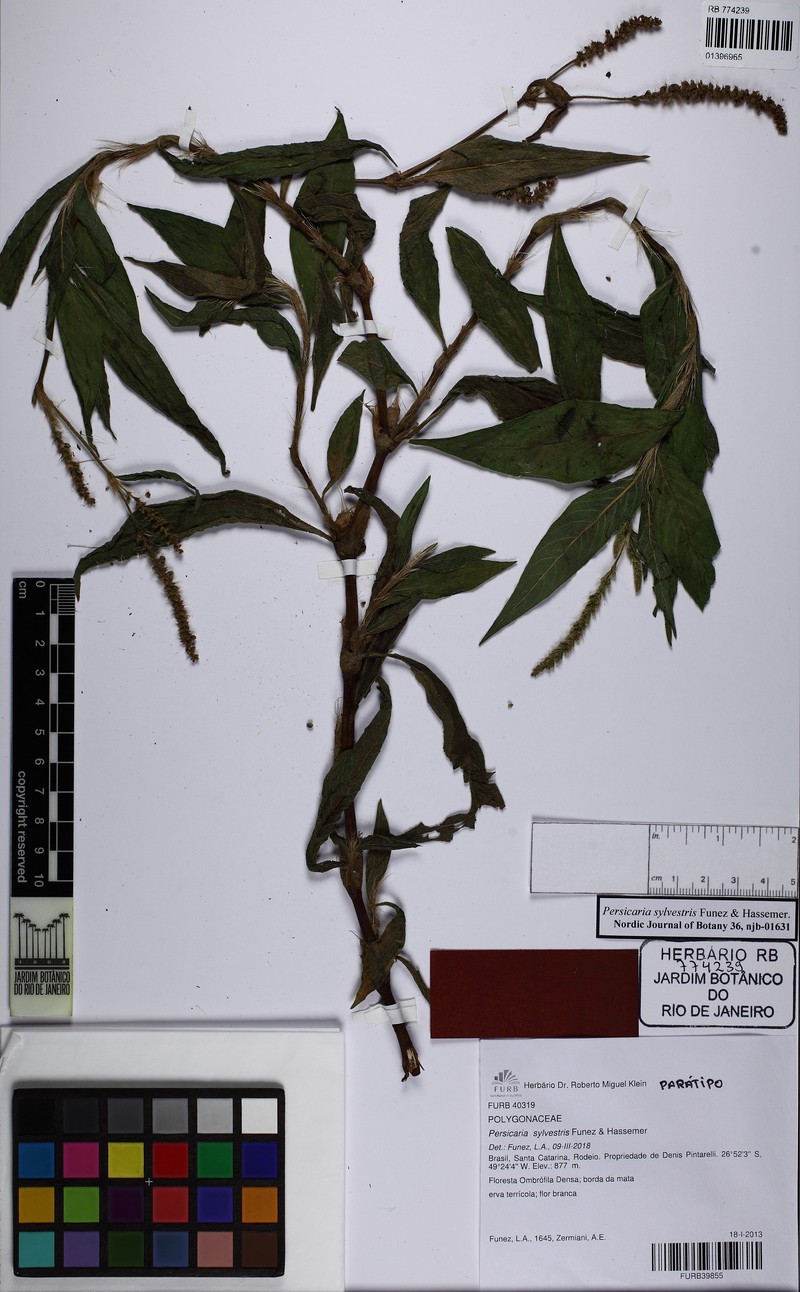 Persicaria sylvestris photo 4