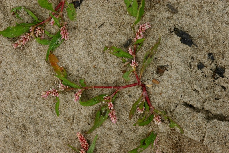 Curlytop Knotweed