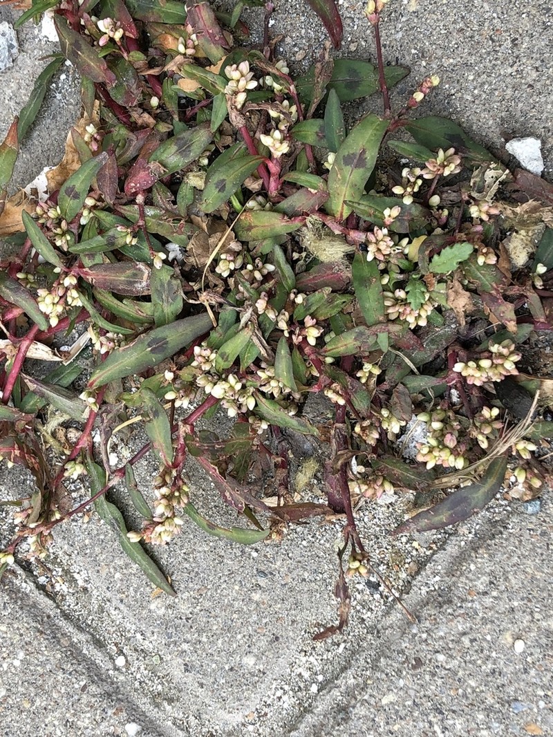 Curlytop Knotweed photo 2