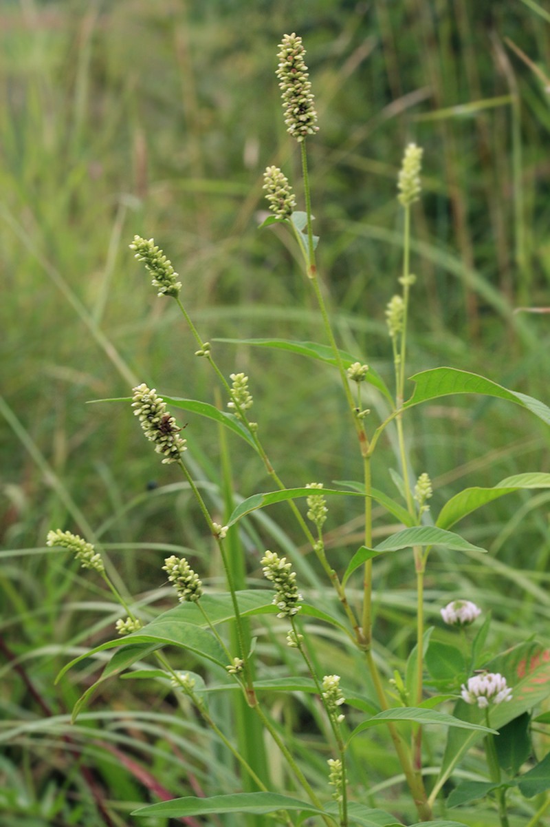 Curlytop Knotweed photo 3