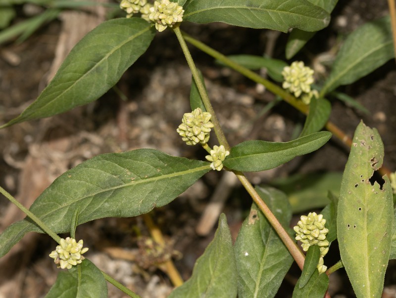 Curlytop Knotweed photo 4