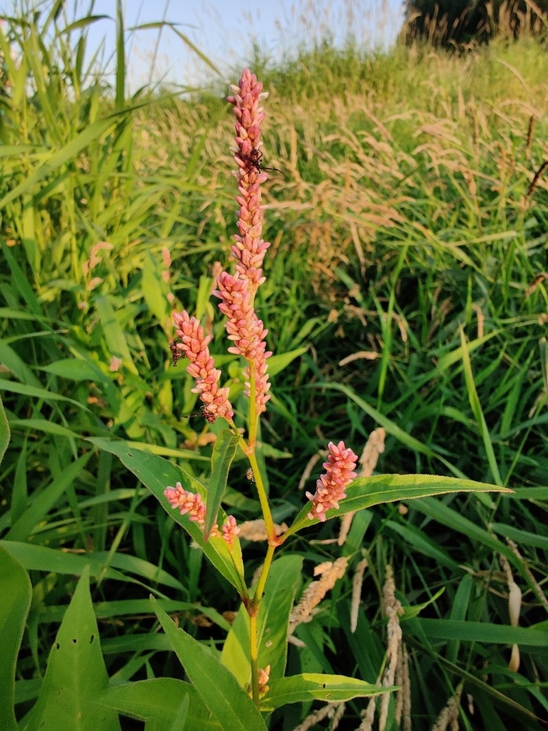Curlytop Knotweed photo 5