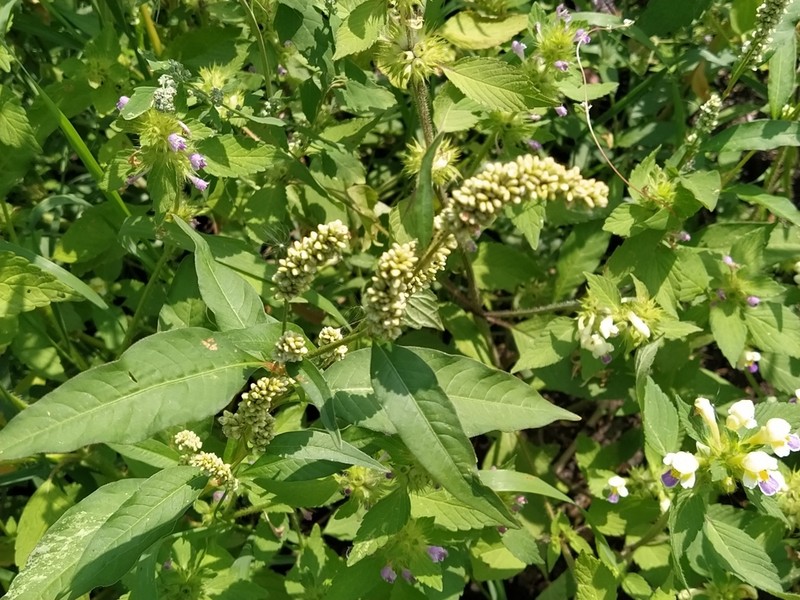 Curlytop Knotweed photo 6