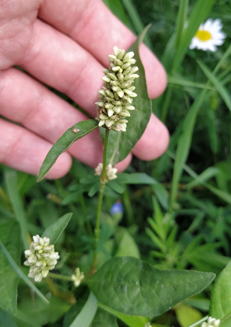 Curlytop Knotweed photo 7