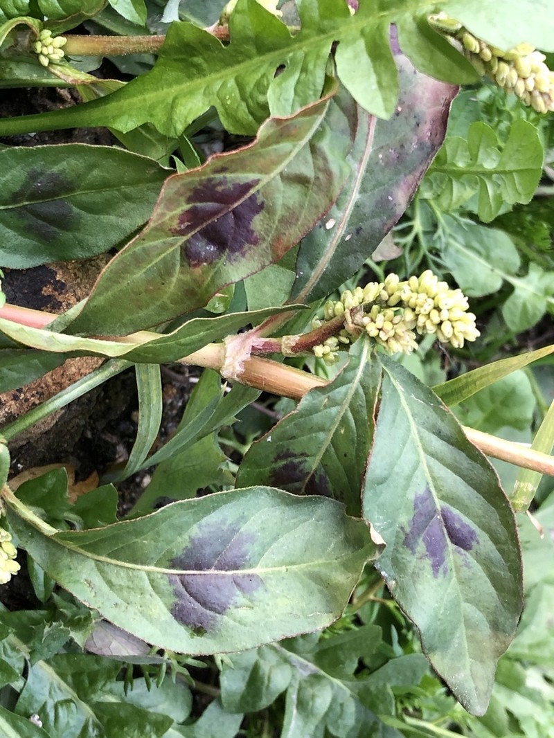 Curlytop Knotweed photo 8