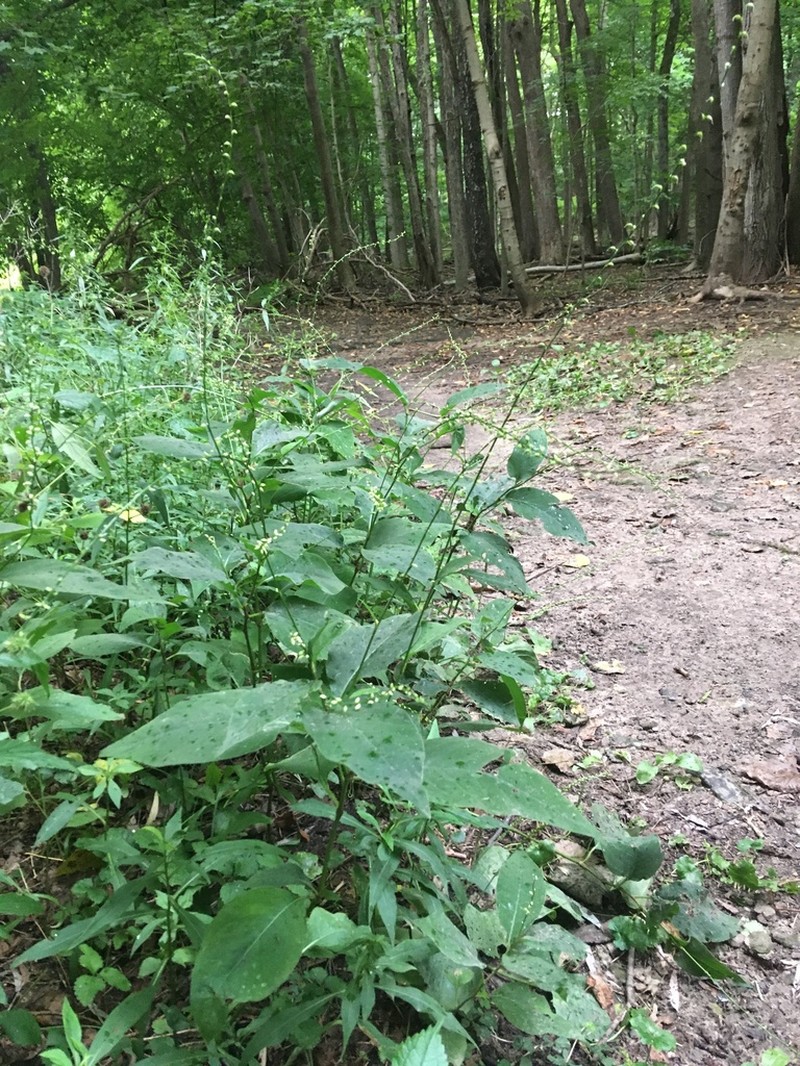 Jumpseed photo 4