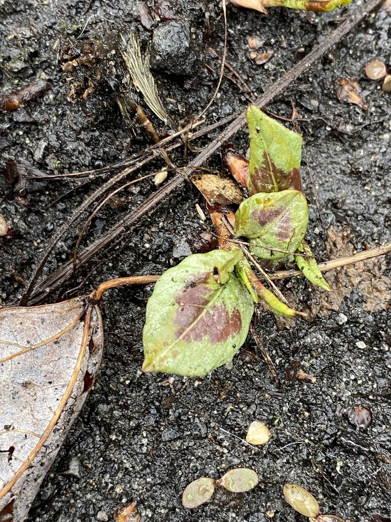 Jumpseed photo 5