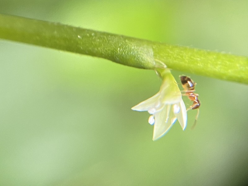 Jumpseed photo 6