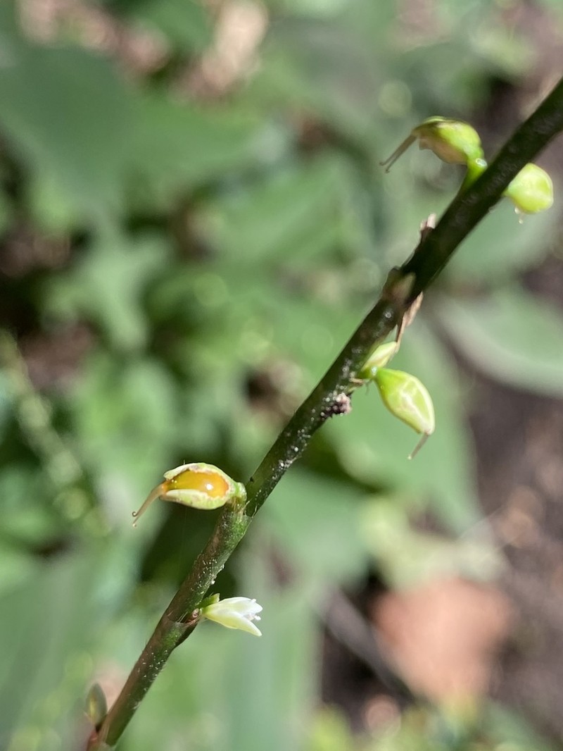 Jumpseed photo 7