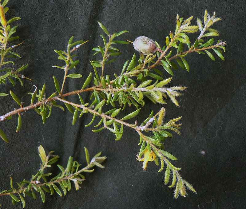 Persoonia hirsuta subsp. hirsuta