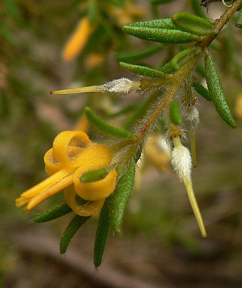 Persoonia hirsuta subsp. hirsuta photo 2