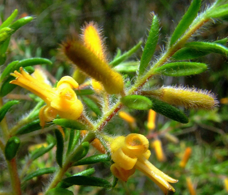 Persoonia hirsuta subsp. hirsuta photo 3
