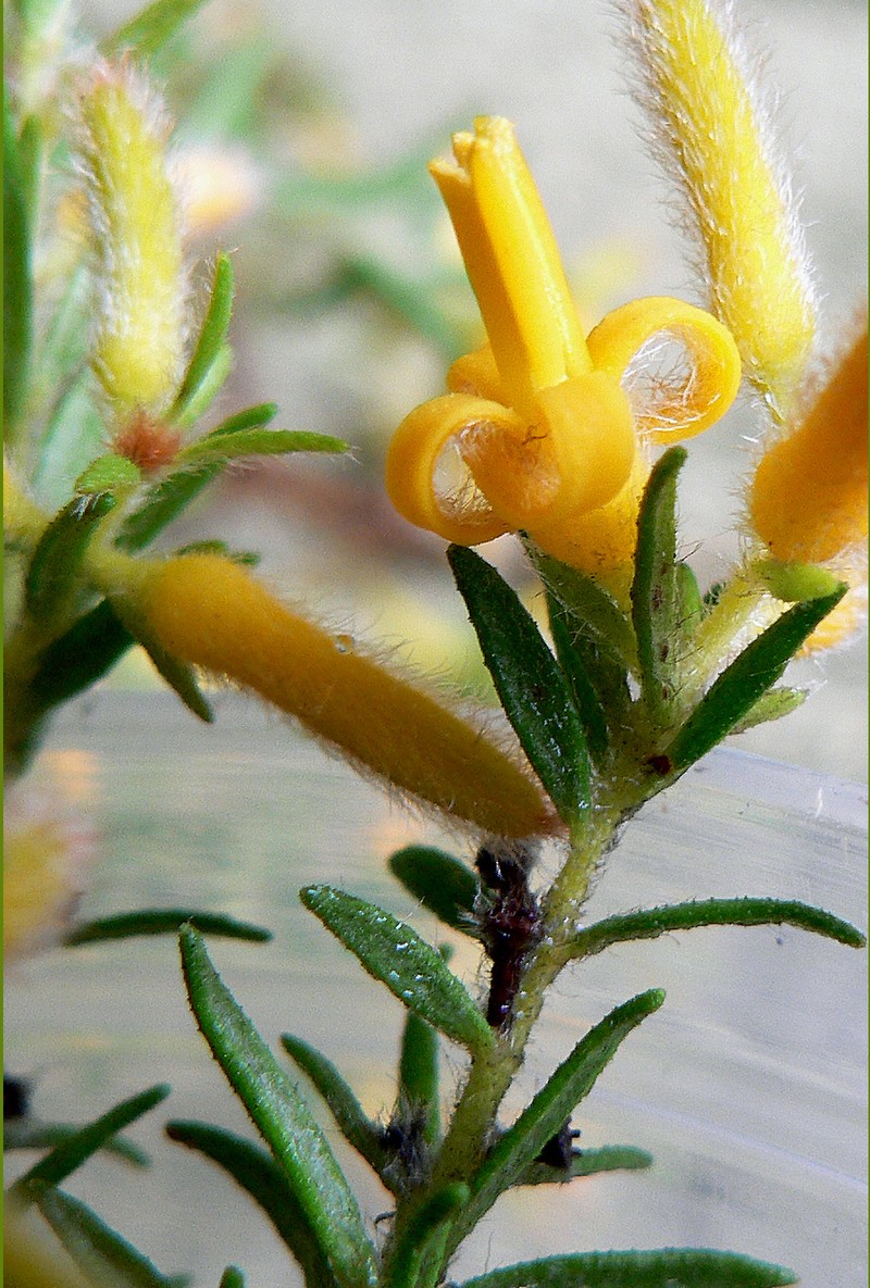 Persoonia hirsuta subsp. hirsuta photo 4