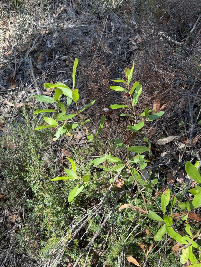 Persoonia laurina subsp. laurina