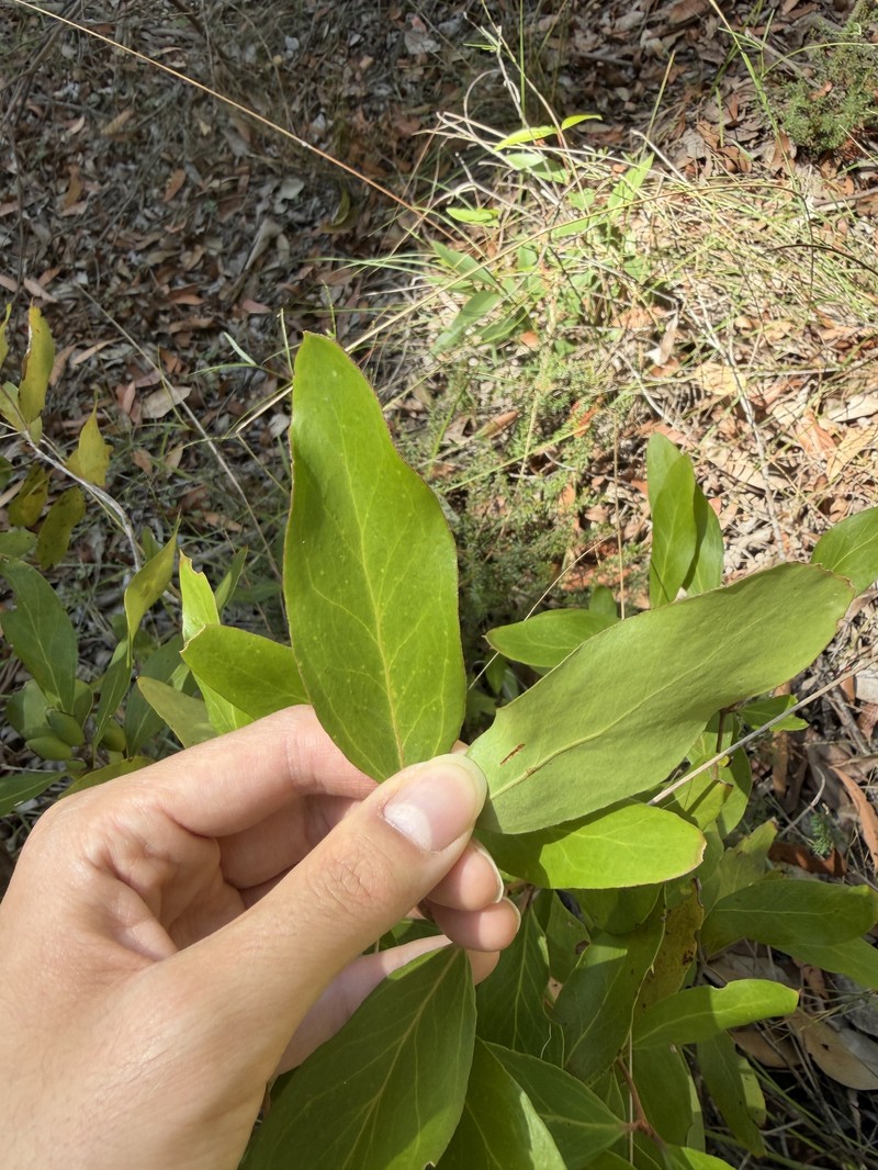 Persoonia laurina subsp. laurina photo 2
