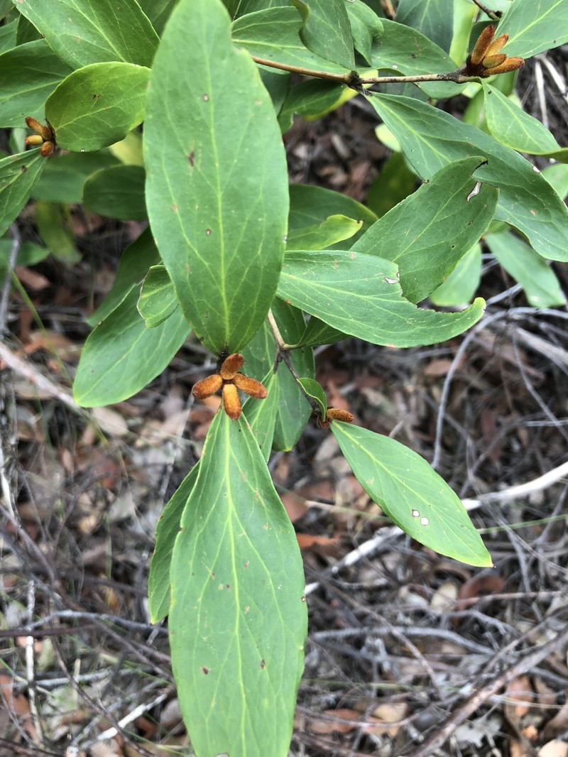 Persoonia laurina subsp. laurina photo 3