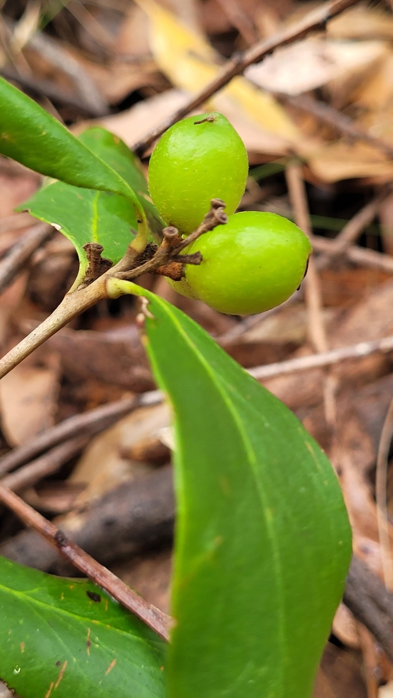 Persoonia laurina subsp. laurina photo 4