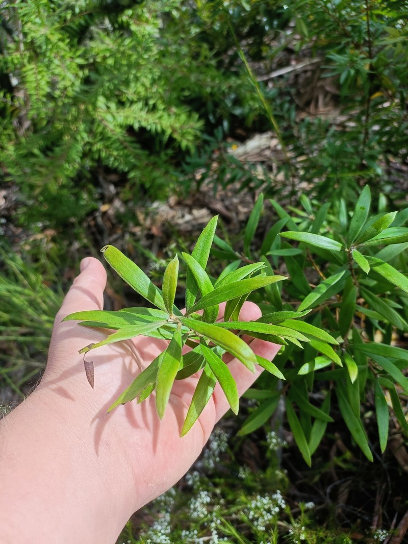Persoonia mollis subsp. mollis