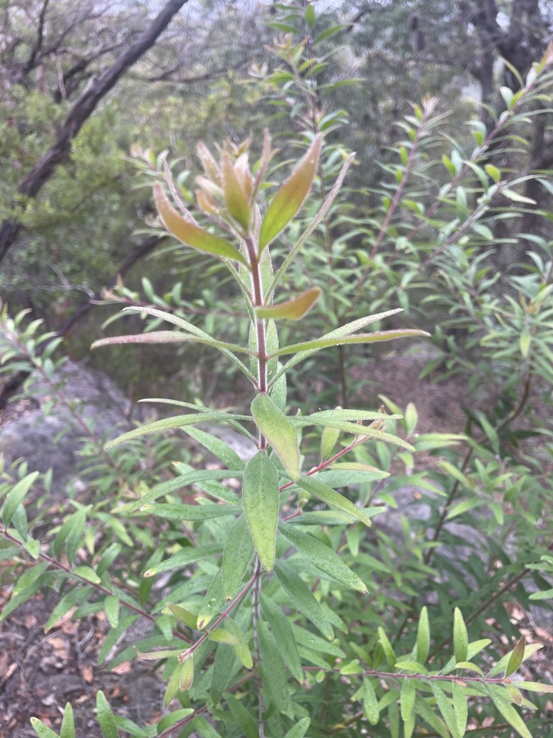 Persoonia mollis subsp. mollis photo 2