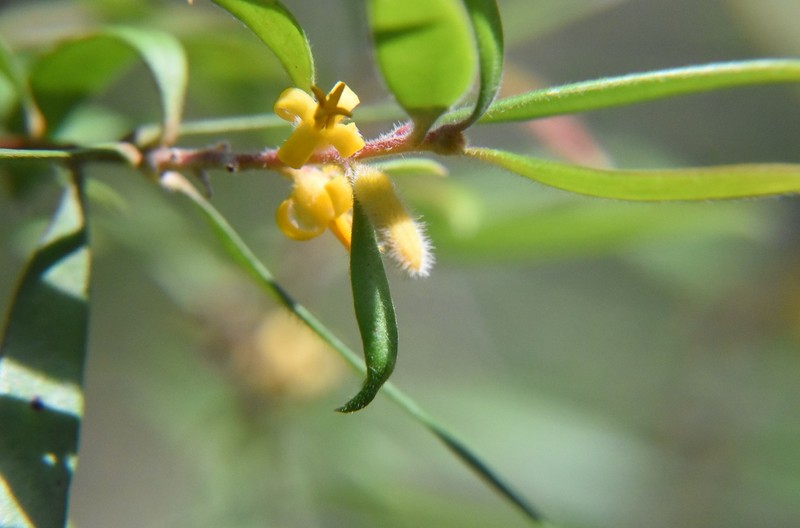 Persoonia mollis subsp. mollis photo 3