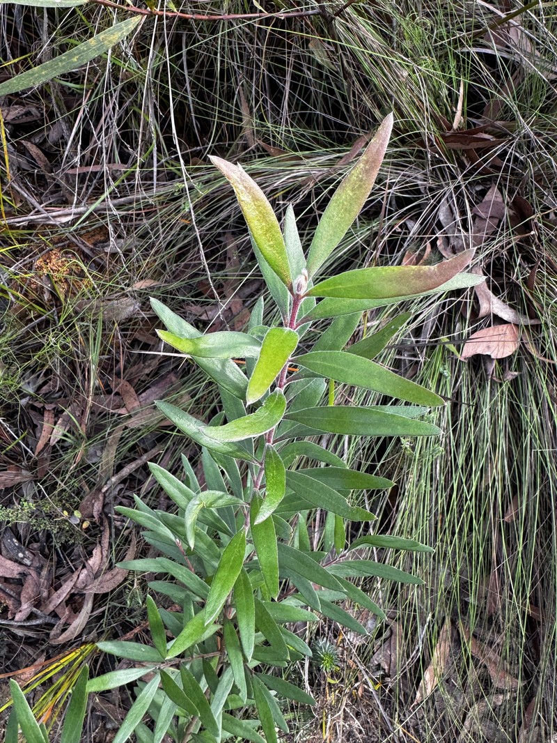 Persoonia mollis subsp. mollis photo 4