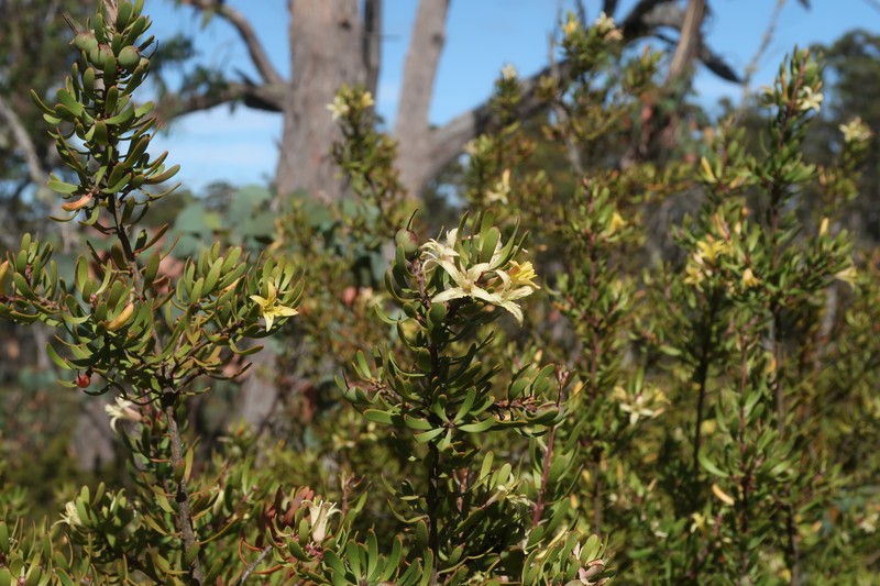 Persoonia muelleri subsp. muelleri