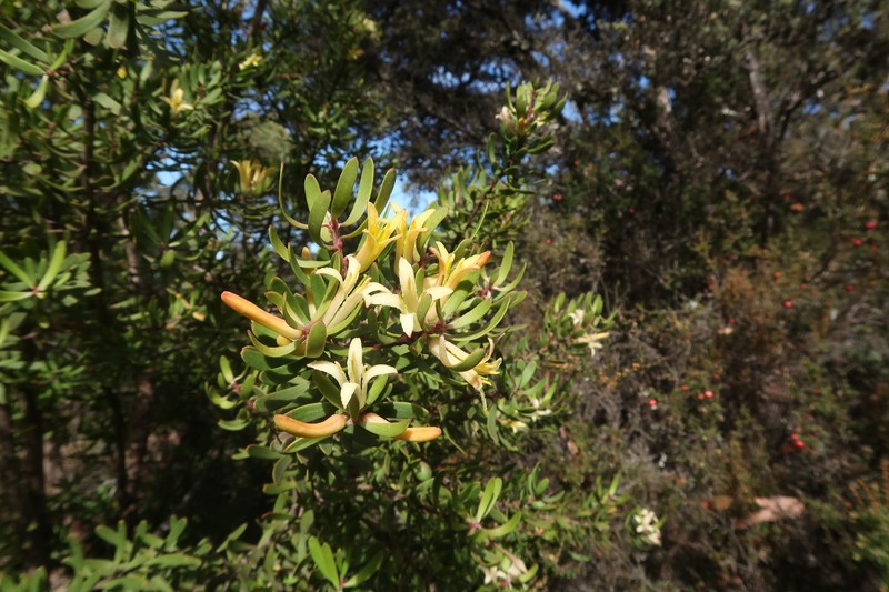 Persoonia muelleri subsp. muelleri photo 2
