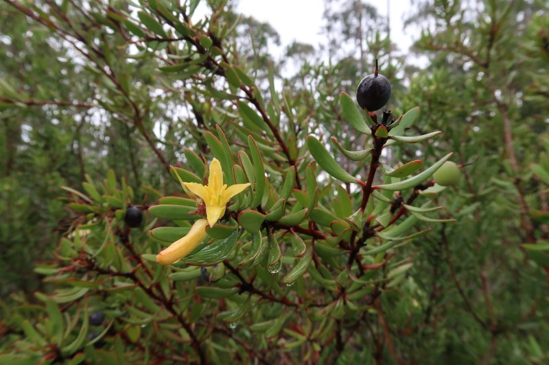 Persoonia muelleri subsp. muelleri photo 3