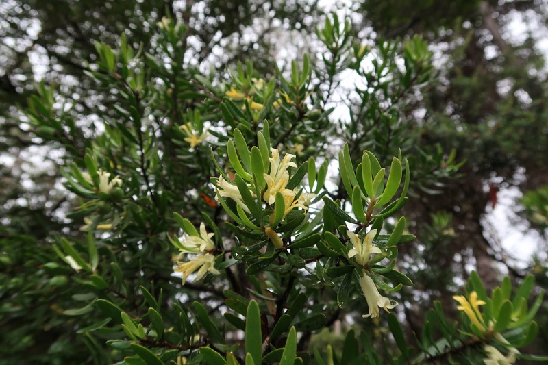 Persoonia muelleri subsp. muelleri photo 4