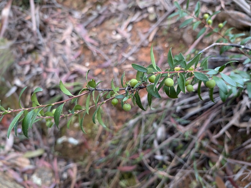 Persoonia myrtilloides subsp. myrtilloides